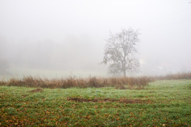 In der Natur nach dem Nebel