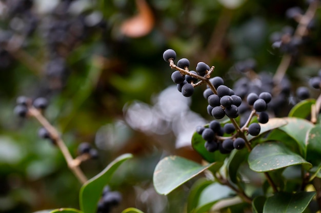 In der Natur sind Beeren am gewöhnlichen Liguster ligustrum vulgare reif