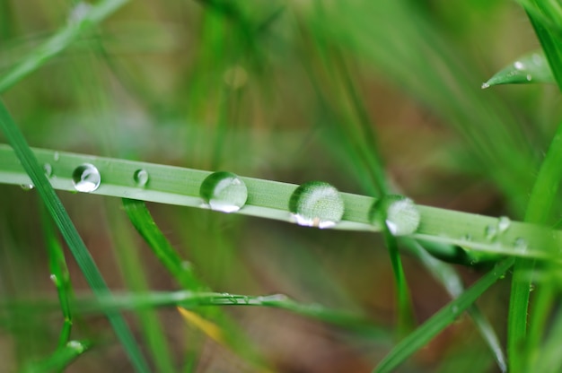 Foto in der natur