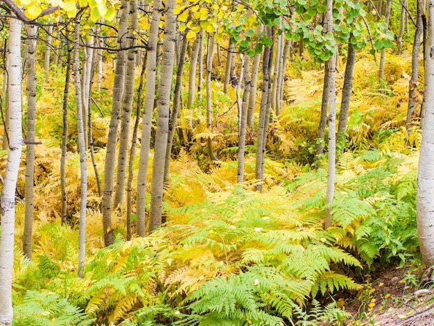 In der San Juan Range der Colorado Rocky Mountains färbt der Herbst Espenbäume goldgelb, die mit ihren weißen Stämmen kontrastieren.