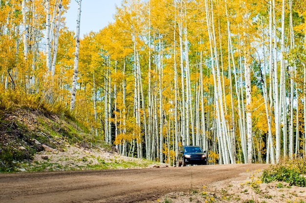 In der San Juan Range der Colorado Rocky Mountains färbt der Herbst Espenbäume goldgelb, die mit ihren weißen Stämmen kontrastieren.