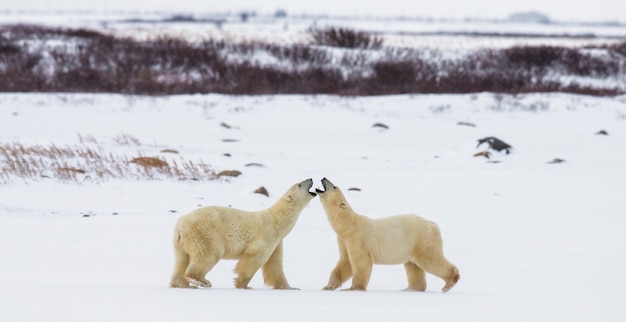 In der Tundra spielen zwei Eisbären miteinander. Kanada.