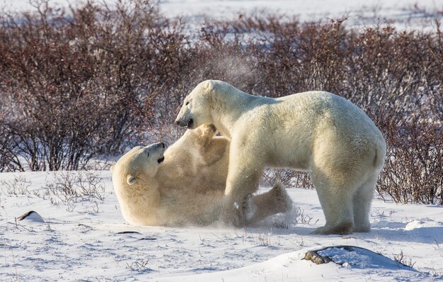 In der Tundra spielen zwei Eisbären miteinander. Kanada.