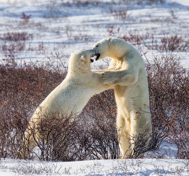 In der Tundra spielen zwei Eisbären miteinander. Kanada.