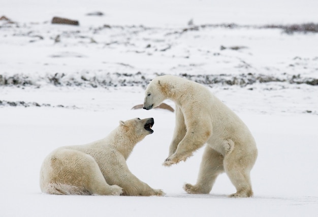 In der Tundra spielen zwei Eisbären miteinander. Kanada.