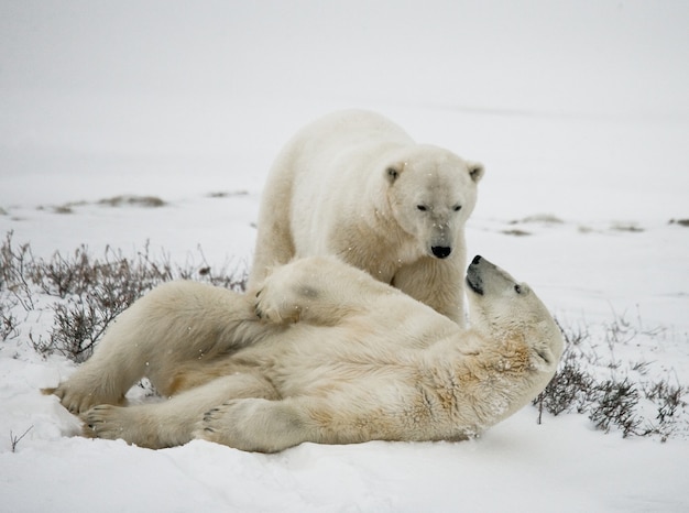 In der Tundra spielen zwei Eisbären miteinander. Kanada.