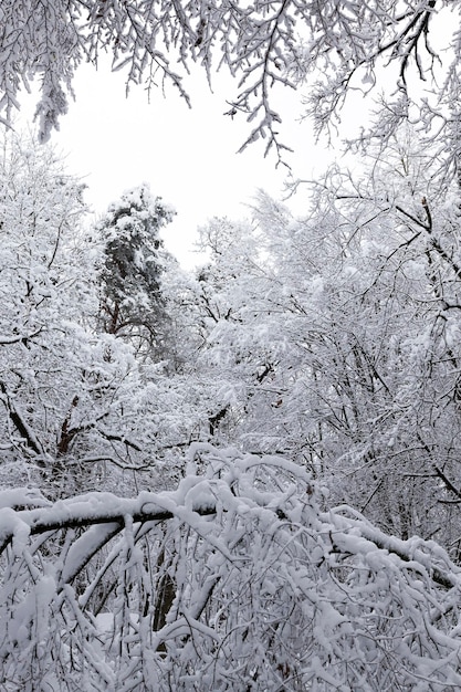 In der Wintersaison mit Schnee und Eiswald bedeckt, Winterwald mit Bäumen ohne Laub