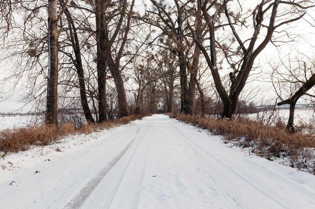 In der Wintersaison wachsen am Straßenrand Bäume