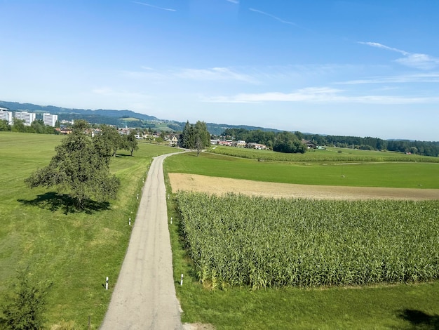 In Deutschland wird viel Mais zur Energiegewinnung angebaut