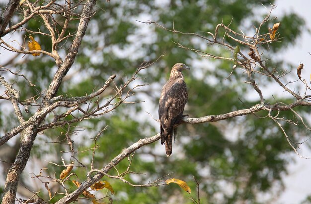 In einem Baum thront ein Honigbussard mit Haube