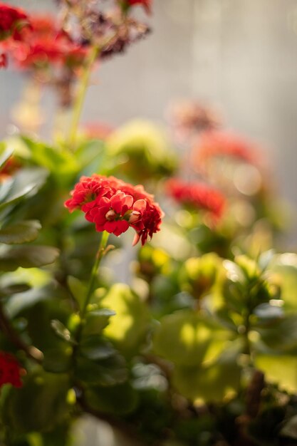 In einem Blumentopf am Fenster wächst eine wunderschöne bunte Kalanchoe mit grünen Blättern