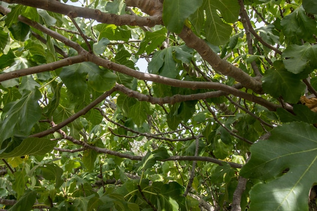 In einem Feigenbaum