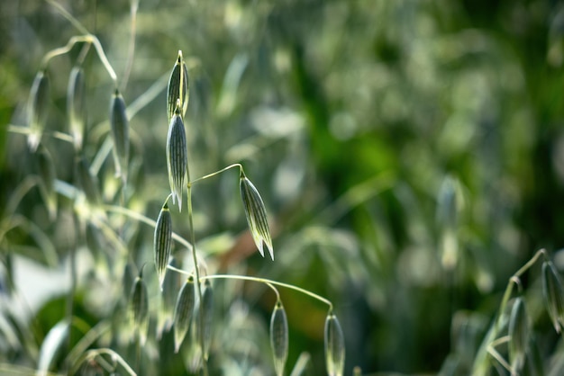 In einem Feld von grünen Ährchen von Hafer hautnah