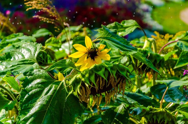 In einem Garten blüht eine Sonnenblume