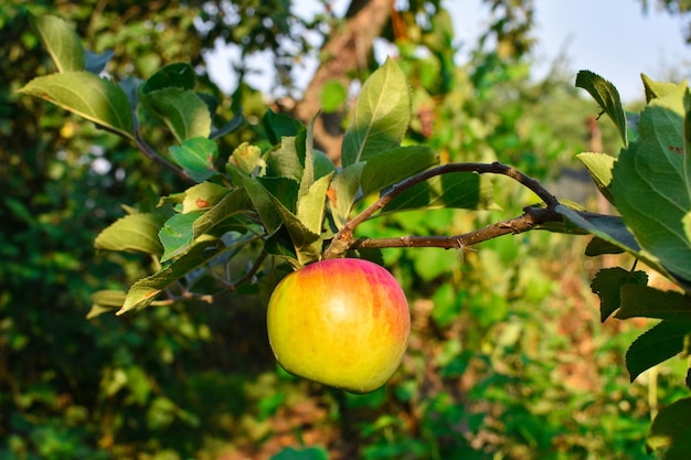 In einem Garten Reifer Apfel auf einem Ast in den Strahlen der Abendsonne