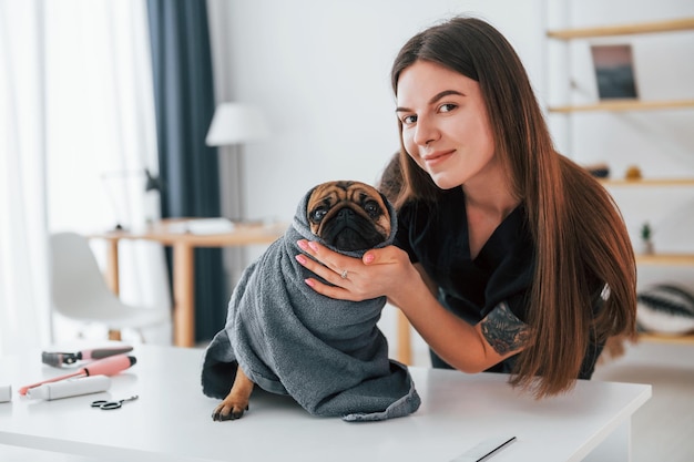 In einem grauen Handtuch ist Pug im Friseursalon mit dem Tierarzt in schwarzer Kleidung