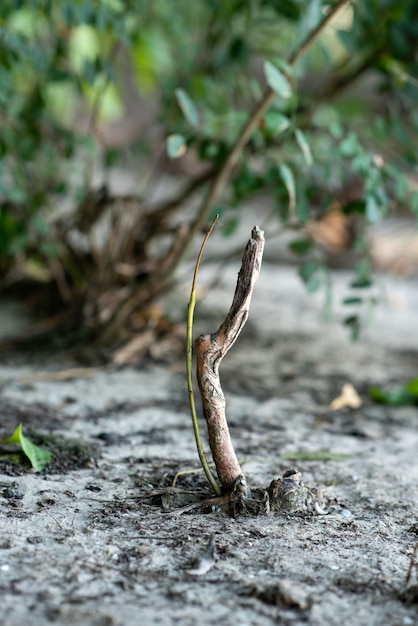 In einem großen Wald wächst ein kleiner Baum aus dem Boden