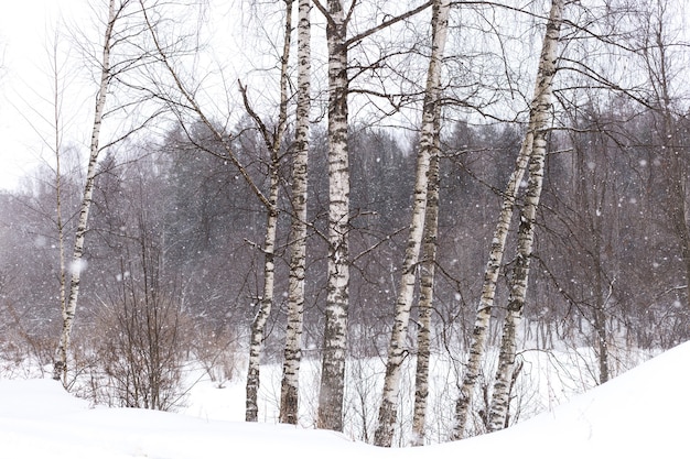 In einem Winterwald schneit