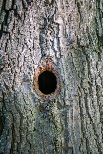 In einer Baumhöhle hat ein Vogel ein Nest gebaut