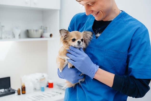 In einer modernen Tierklinik wird ein reinrassiger Chihuahua untersucht und auf dem Tisch behandelt. Veterinär Klinik.