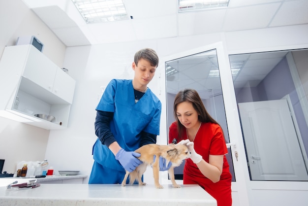 In einer modernen Tierklinik wird ein reinrassiger Chihuahua untersucht und auf dem Tisch behandelt. Veterinär Klinik.