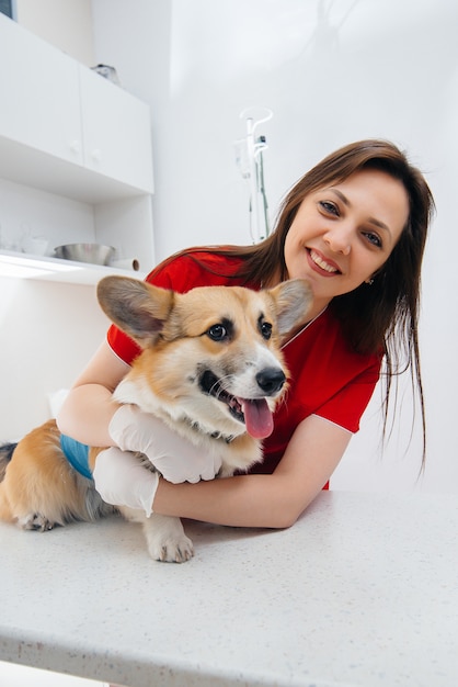 In einer modernen Tierklinik wird ein reinrassiger Corgi-Hund untersucht. Veterinär Klinik.