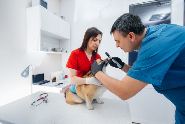 In einer modernen Tierklinik wird ein reinrassiger Corgi-Hund untersucht. Veterinär Klinik.