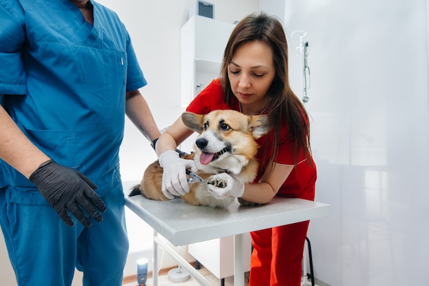 In einer modernen Tierklinik wird ein reinrassiger Corgi-Hund untersucht.