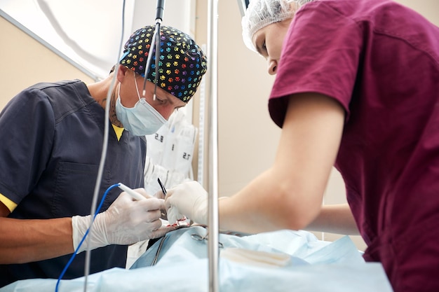 In einer modernen Tierklinik wird ein Tier auf dem Operationstisch in Nahaufnahme operiert Tierklinik