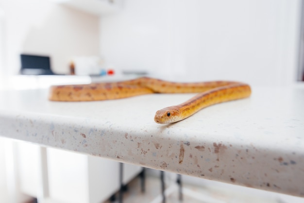 In einer modernen Tierklinik wird eine gelbe Schlange untersucht. Veterinär Klinik