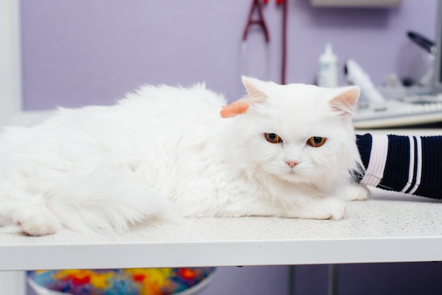 In einer modernen Tierklinik wird eine Vollblutkatze untersucht und auf dem Tisch behandelt. Veterinär Klinik.