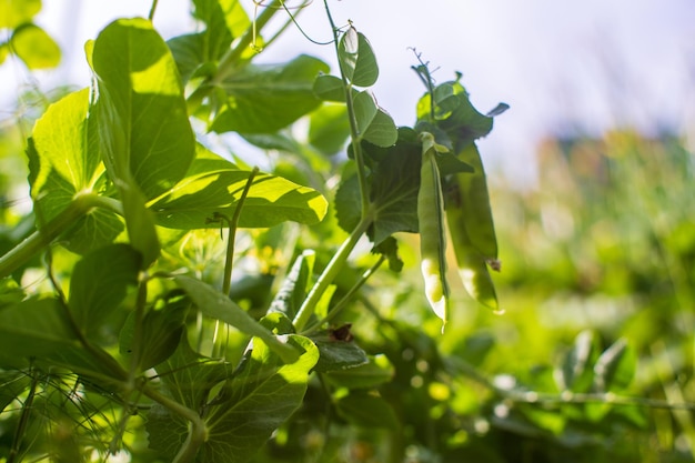 In Erde gepflanzte Erbsenfrüchte werden unter der Sonne reif Bebautes Land hautnah mit Sprout Landwirtschaftliche Pflanze, die in der Bettreihe wächst Grüne natürliche Nahrungspflanze