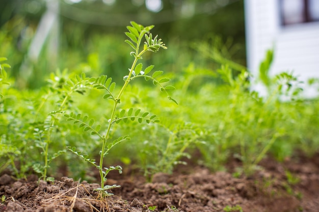 In Erde gepflanzte Kichererbsenpflanzen werden unter der Sonne reif Bebautes Land hautnah mit Sprout Landwirtschaftliche Pflanze, die in der Bettreihe wächst Grüne natürliche Nahrungspflanze