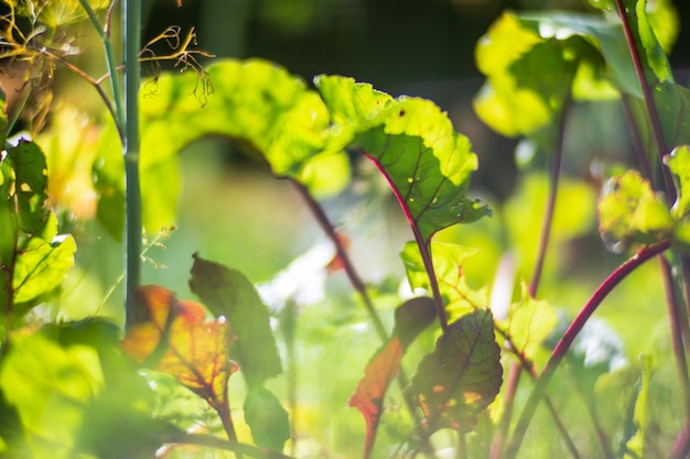 In Erde gepflanzte Pflanzen werden unter der Sonne reif Bebautes Land hautnah mit Sprout Landwirtschaftliche Pflanze, die in der Bettreihe wächst Grüne natürliche Nahrungspflanze