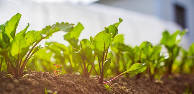 In Erde gepflanzte Salatpflanzen werden unter der Sonne reif Bebautes Land hautnah mit Sprout Landwirtschaftliche Pflanzen, die in der Bettreihe wachsen Grüne natürliche Nahrungspflanze