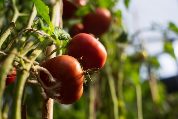 In Erde gepflanzte Tomatenkulturen werden unter der Sonne reif