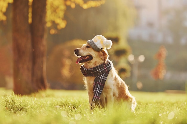 In Hut und Schal Schöner Golden Retriever-Hund macht einen Spaziergang im Freien im Park