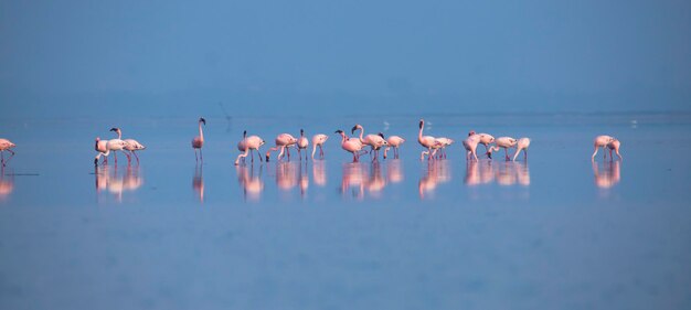 In Indien steht ein Schwarm Zwergflamingos im Wasser