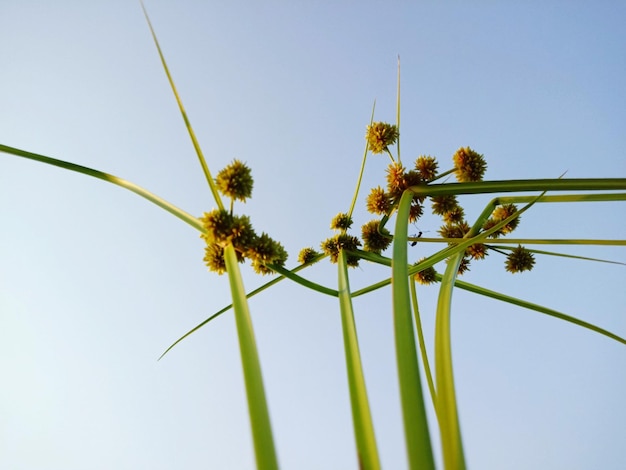 In meinem Garten blühte