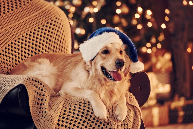 In santa hat Cute Golden Retriever zu Hause Silvester und Weihnachten feiern