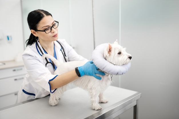 In Tierkliniken. Dunkelhaariger Tierarzt mit blauen Handschuhen, der sich in Tierkliniken um niedlichen weißen Hund kümmert