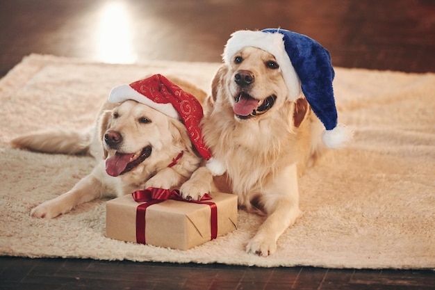 In Weihnachtsmützen Zwei niedliche Golden Retriever zusammen zu Hause Feiern des neuen Jahres