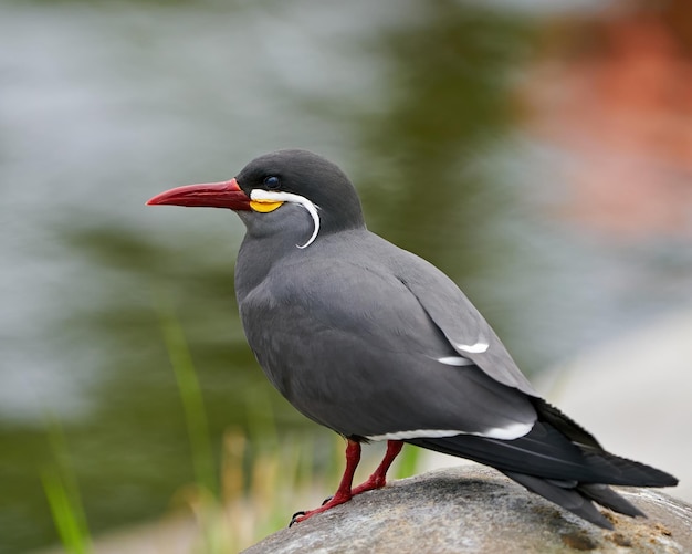 Inca tern Larosterna inca