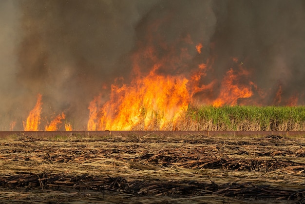 Incendio en el campo de caña de Mamanguape Paraiba Brasil