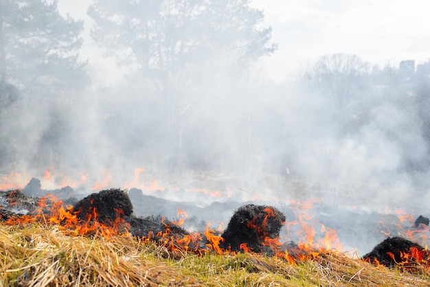 Incendio en el campo llamas brillantes sobre hierba seca y humo en el prado en un día caluroso al aire libre Desastre natural contaminación ambiental