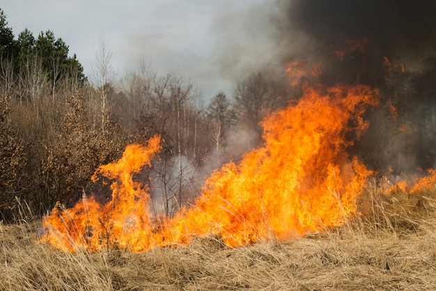 Incêndio em terras agrícolas perto da floresta