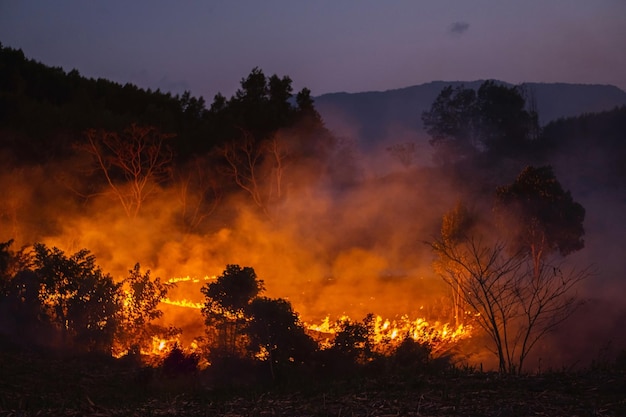 Incêndio florestal à noite