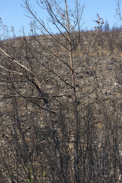 Incêndio florestal em red pine forests, bodrum - turquia