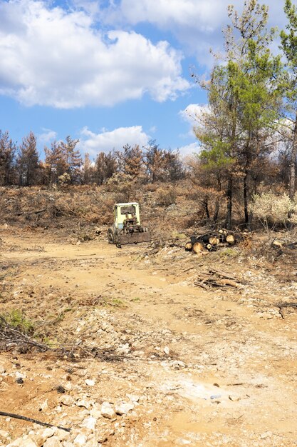 Foto incêndio florestal em red pine forests, bodrum - turquia