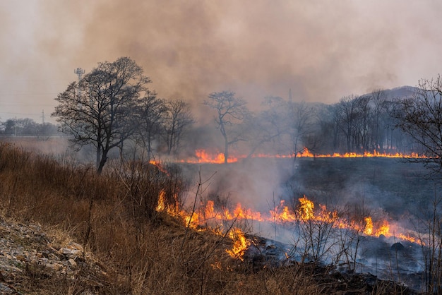 Foto incêndio florestal na floresta grama seca e árvores estão queimando